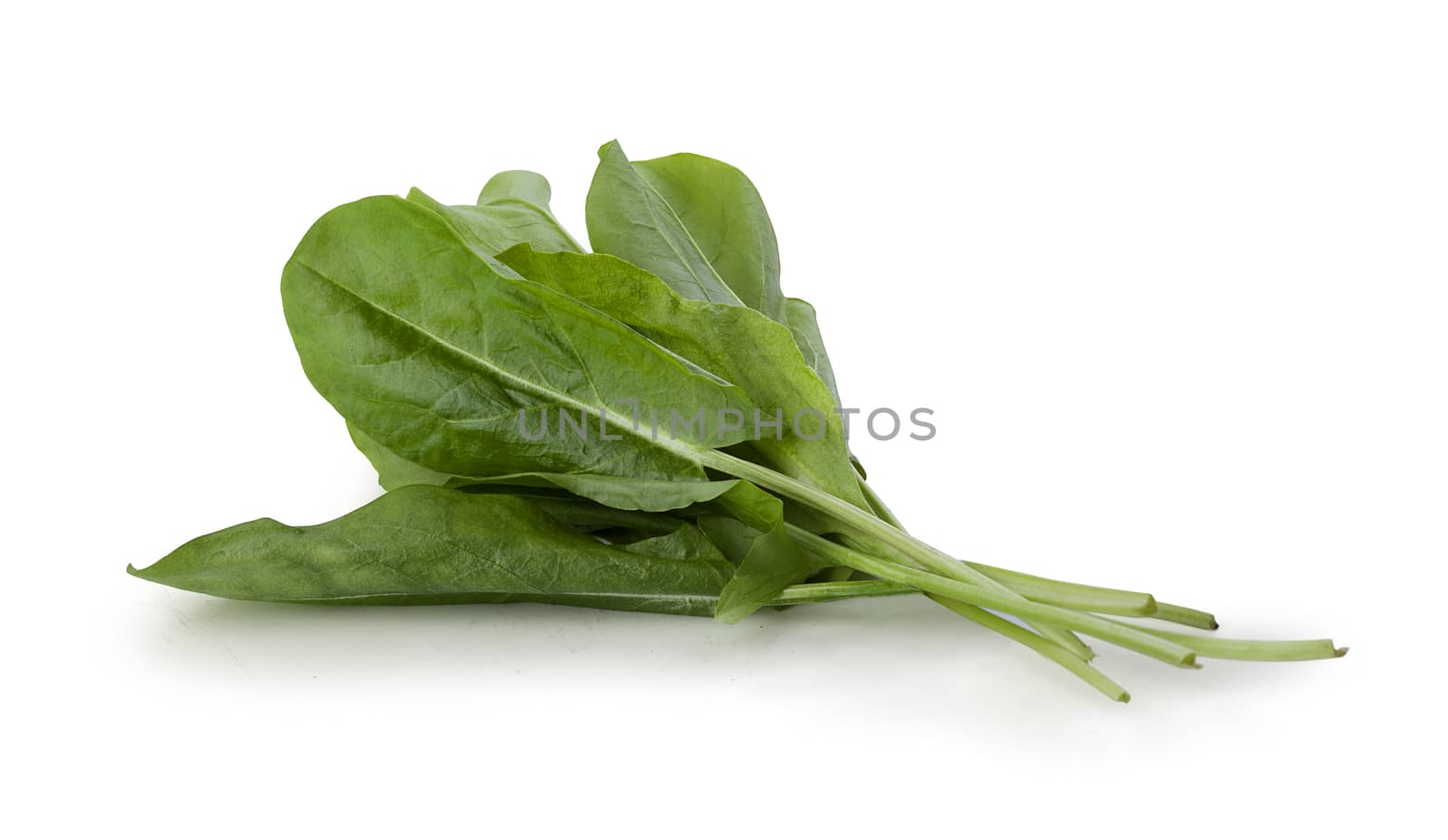 Isolated bunch of fresh green sorrel on the white