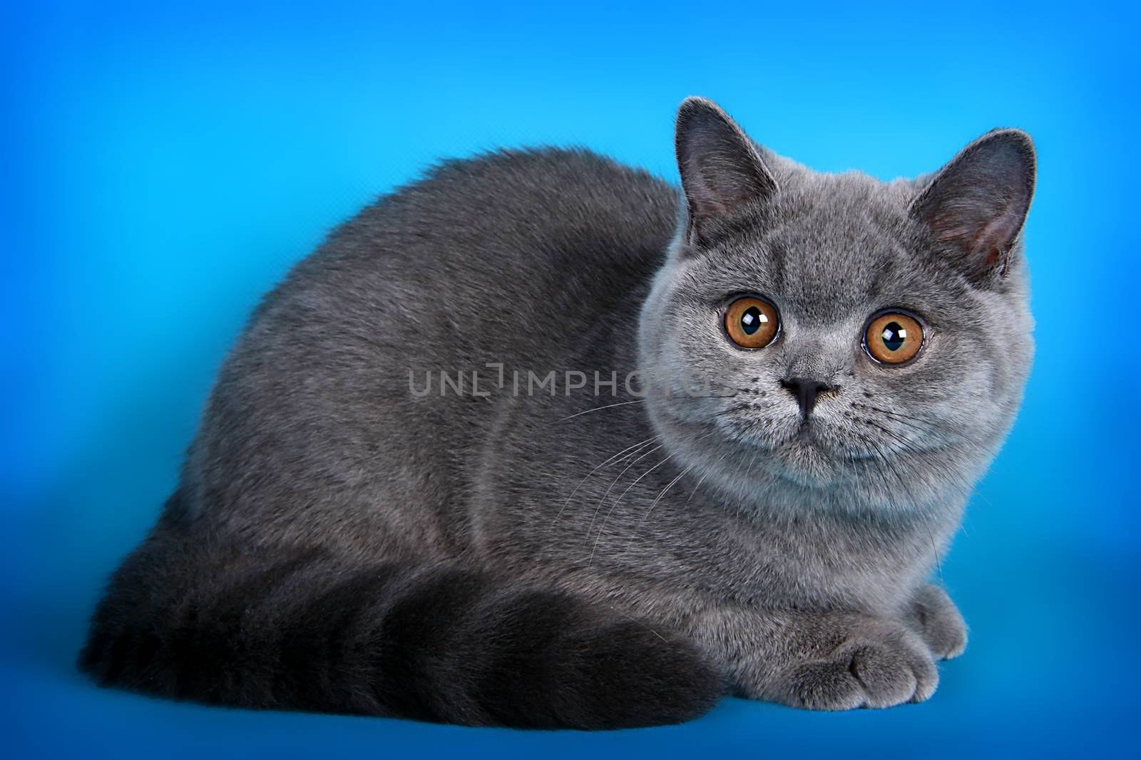 portrait of a british kitten of lilac color on a blue background