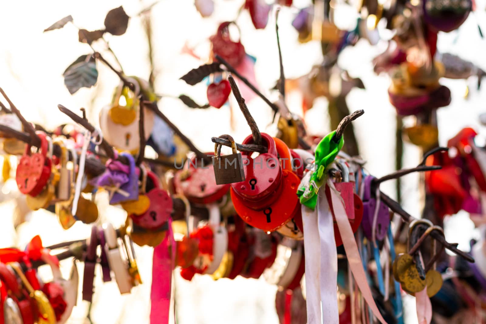 Many wedding colorful locks with the names of the newlyweds and wishes in Russian on a wedding tree. Symbol of love, marriage and happiness.