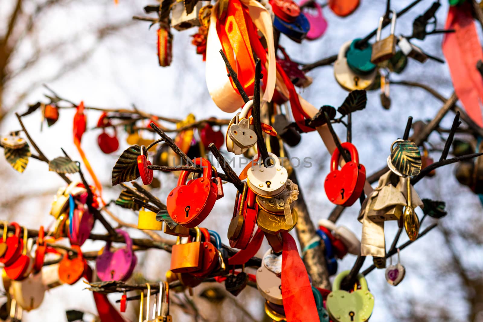 Many wedding colorful locks with the names of the newlyweds and wishes in Russian on a wedding tree. Symbol of love, marriage and happiness.