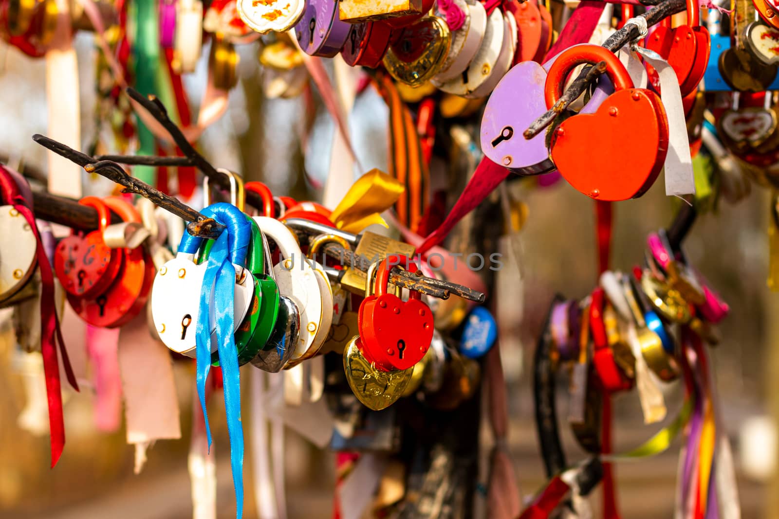 Many wedding colorful locks on a wedding tree. Symbol of love, marriage and happiness.