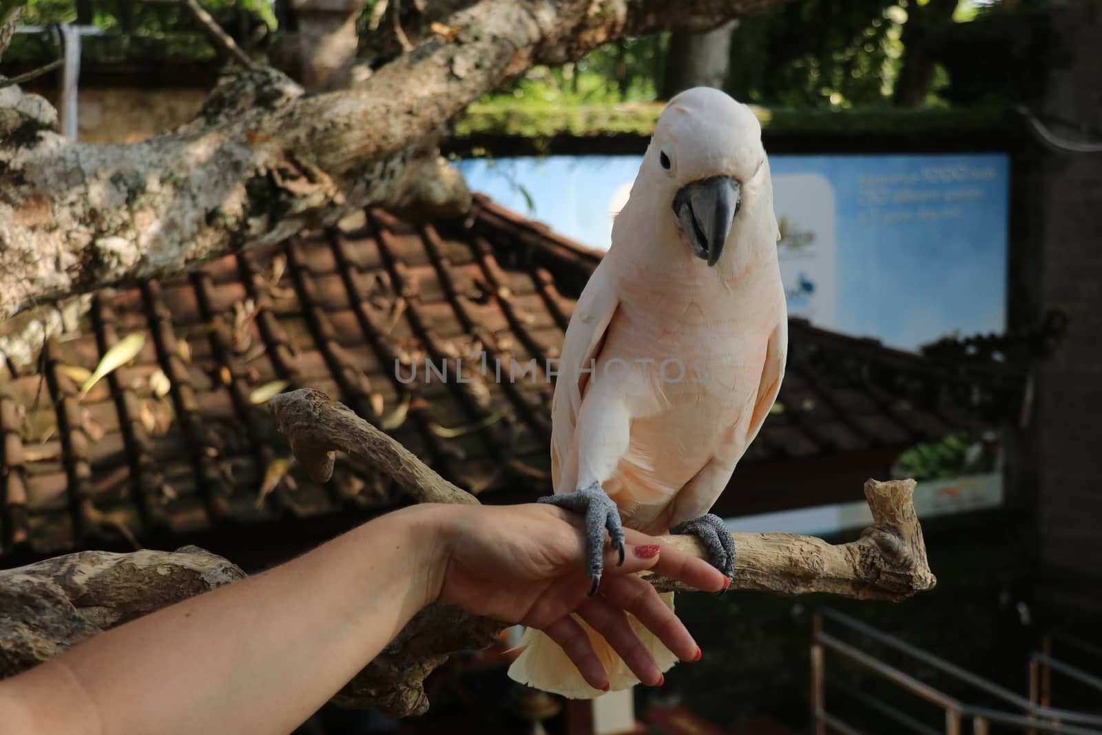 Woman hand touching beautiful specimen of coockatoo. Cute Cacatua Moluccensis standing on a branch of a wood and stroking its feathers. Salmon Crested Cockatoo. Tropical travel concept.