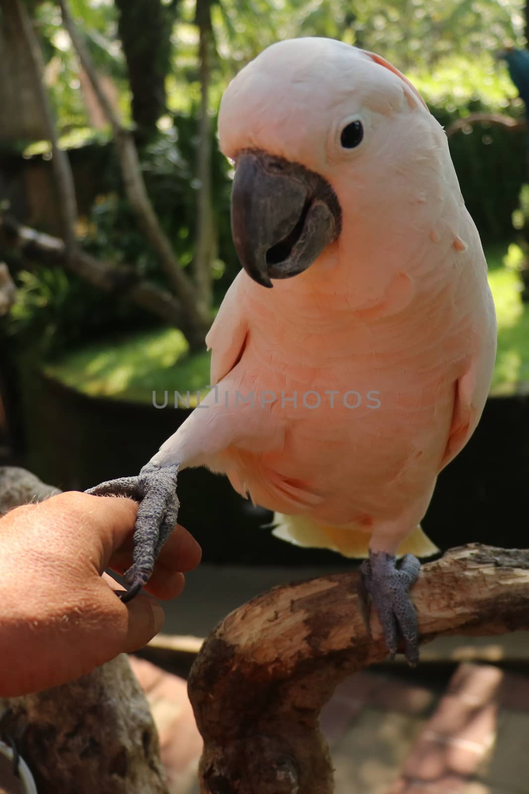 Woman hand touching beautiful specimen of coockatoo. Cute Cacatua Moluccensis standing on a branch of a wood and stroking its feathers. Salmon Crested Cockatoo. Tropical travel concept.