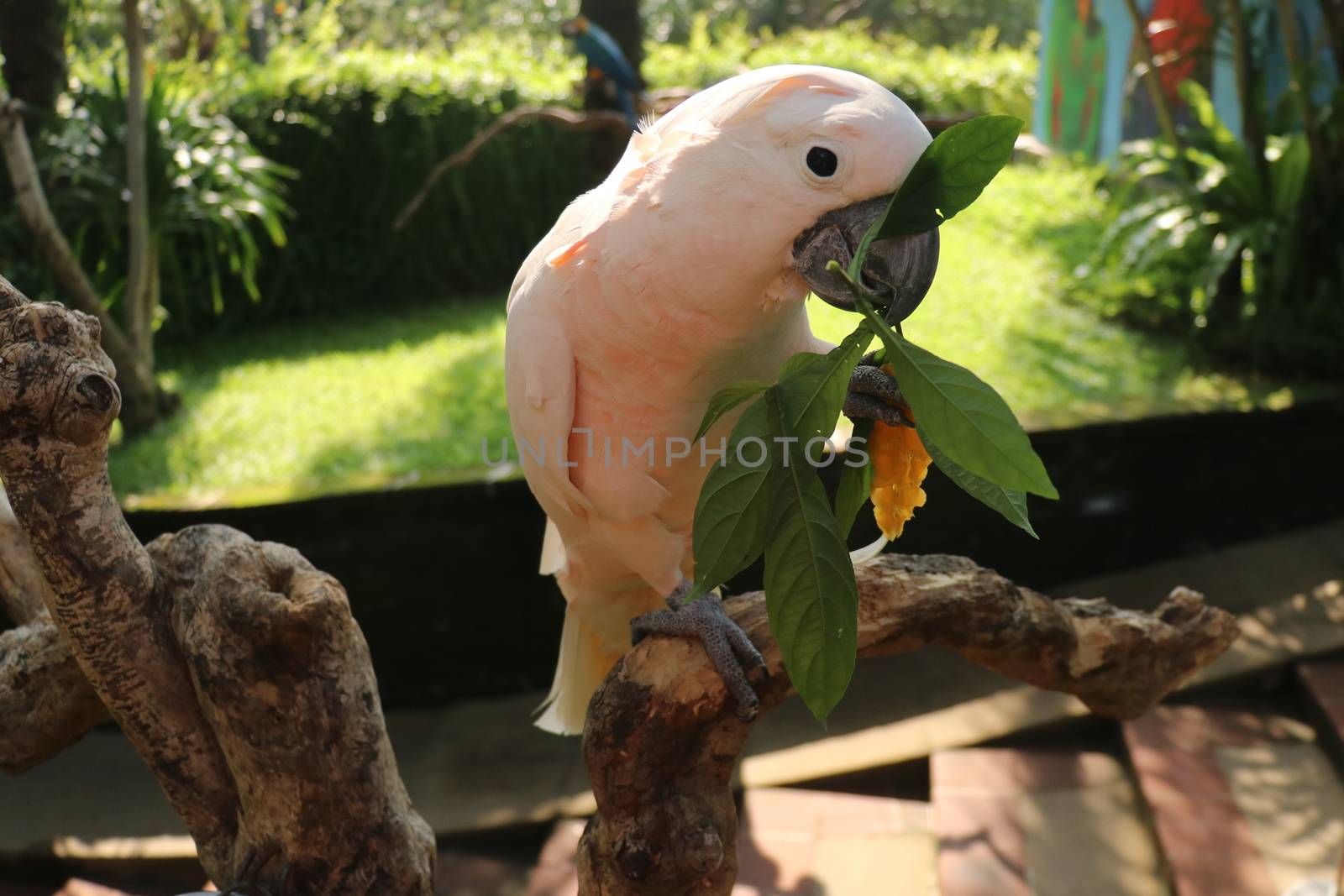 Close up portrait Salmon Crested Cockatoo. Moluccan Cockatoo parrot portrait. Macro portrait of a beautiful parrot Cacatua Moluccensis. Exotic travel concept background.