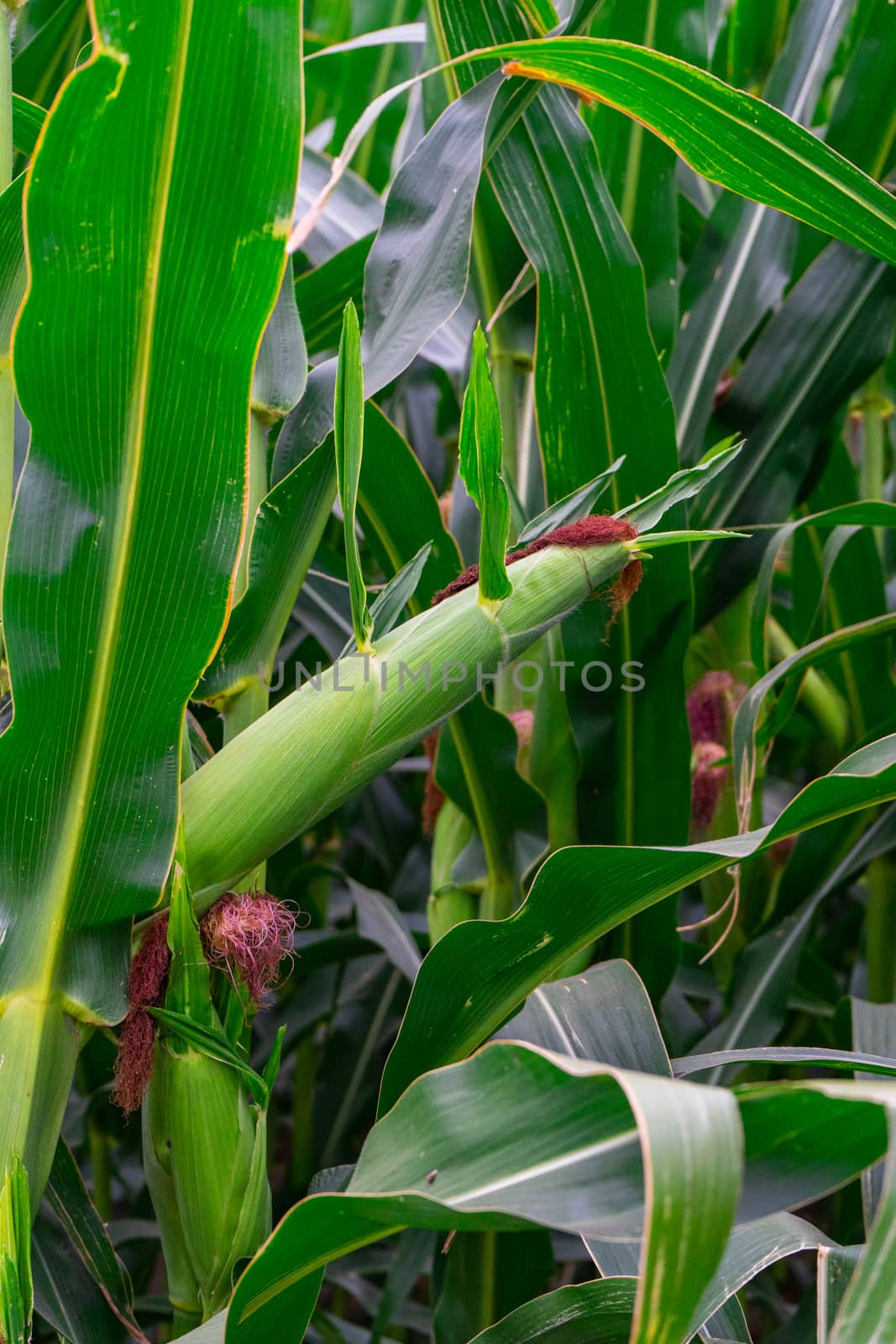 a large cob of corn grows on the stem by Serhii_Voroshchuk