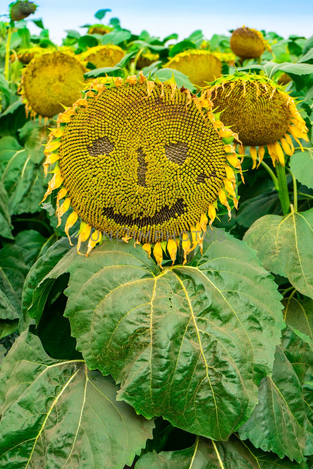 a sunflower is on the field