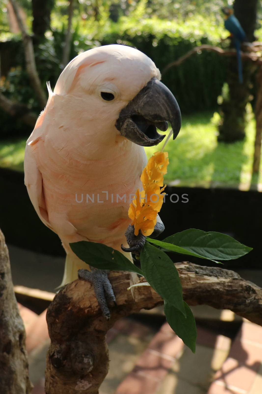 Close up portrait Salmon Crested Cockatoo. Moluccan Cockatoo parrot portrait. Macro portrait of a beautiful parrot Cacatua Moluccensis. Exotic travel concept background.