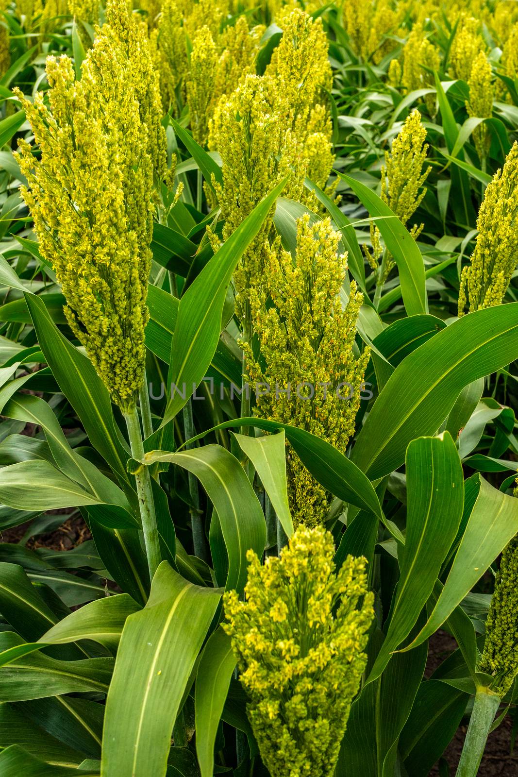 yellow green sorghum grows on the field by Serhii_Voroshchuk