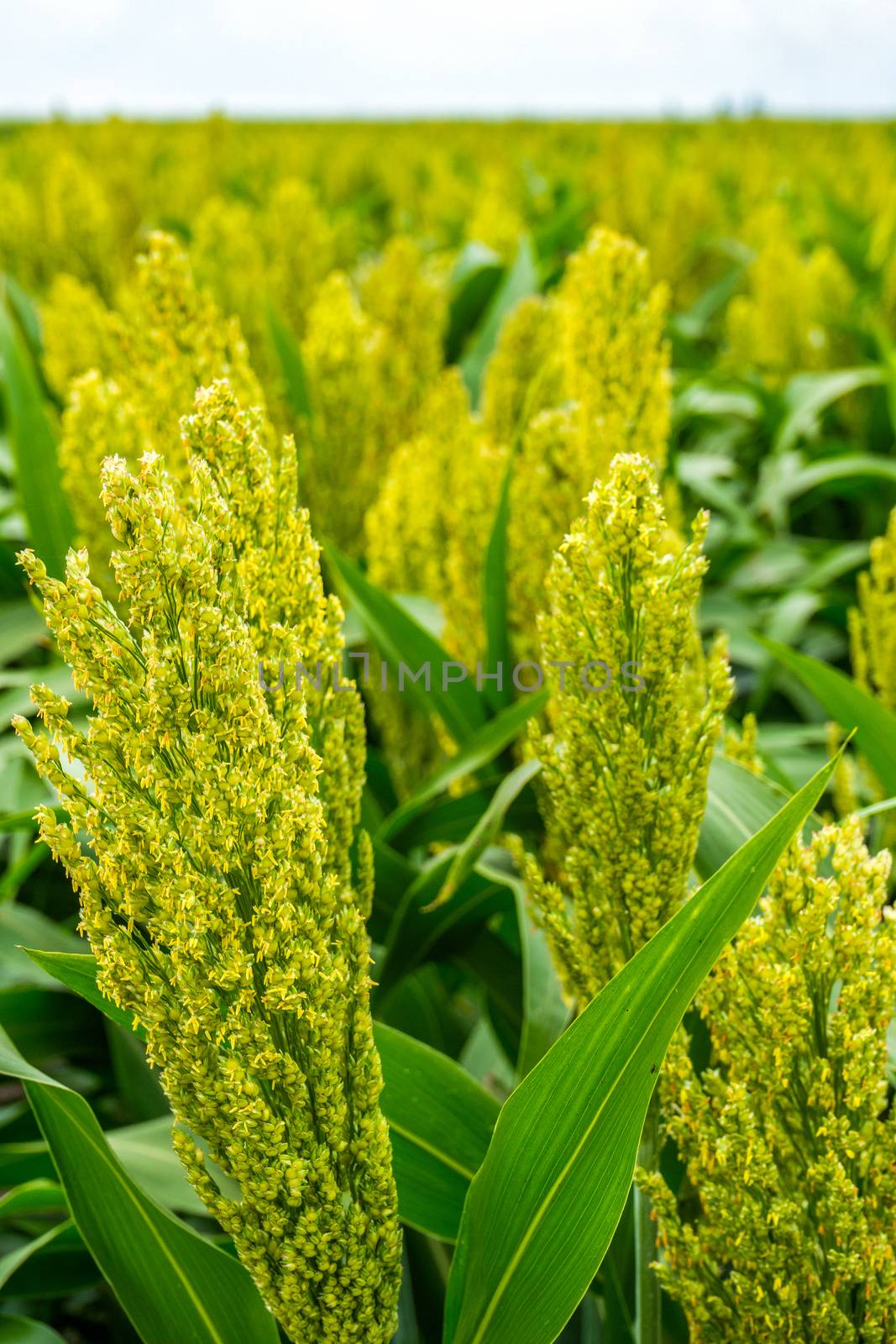 green sorghum with yellow color grows on the field