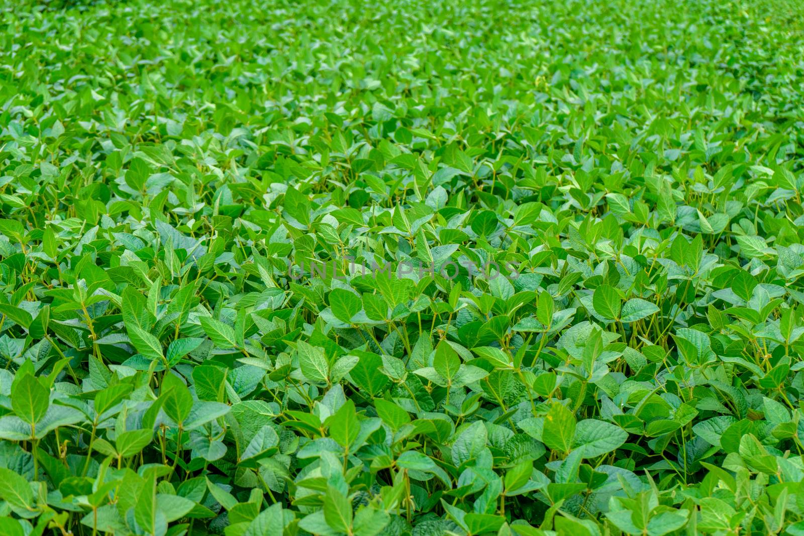 beautiful green soybean field by Serhii_Voroshchuk