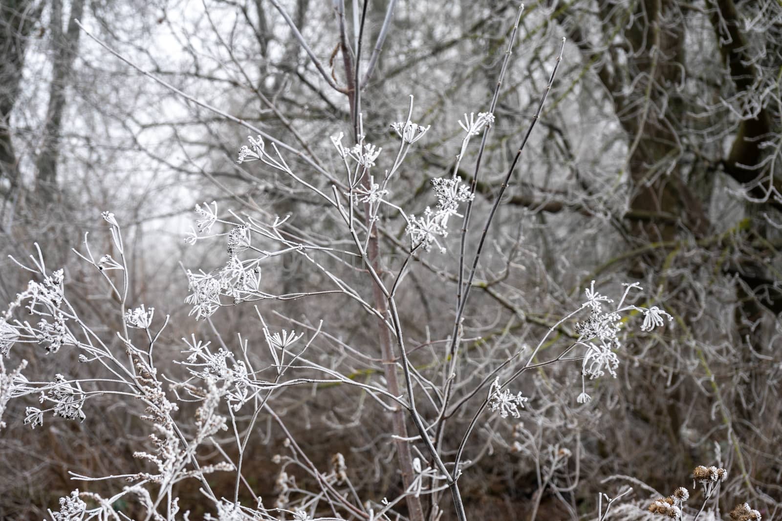 good frosty morning on the outskirts of the forest, hoarfrost on the grass