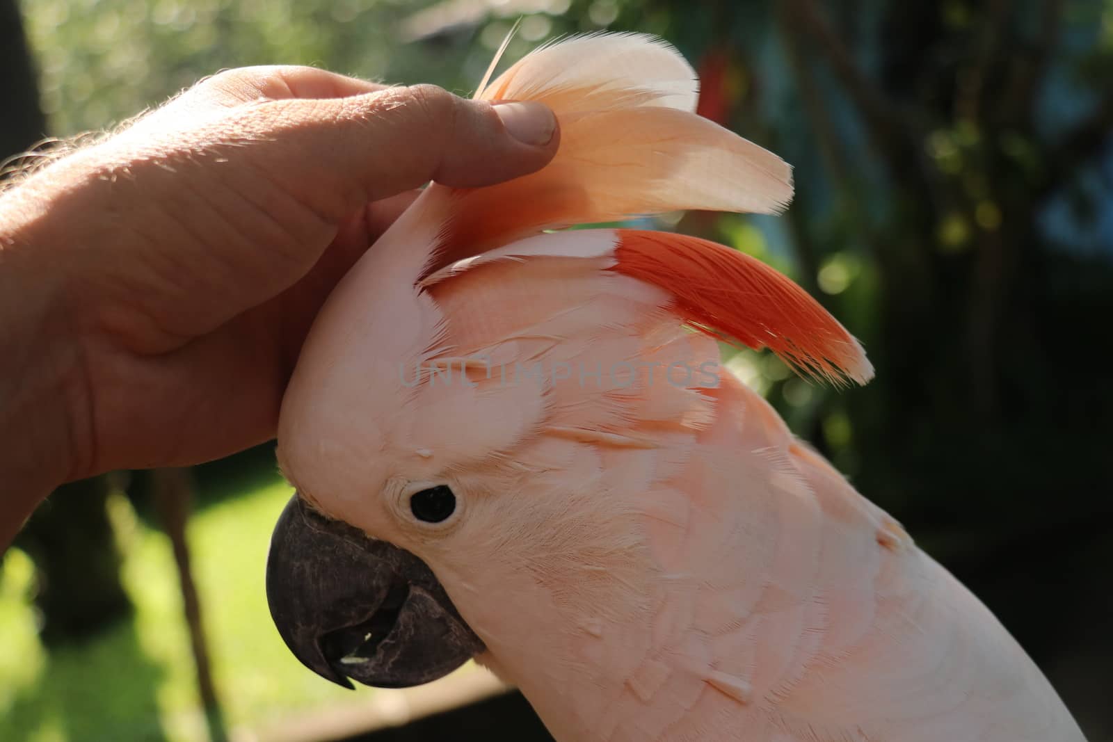 Woman hand touching beautiful specimen of coockatoo. Cute Cacatua Moluccensis standing on a branch of a wood and stroking its feathers. Salmon Crested Cockatoo. Tropical travel concept.