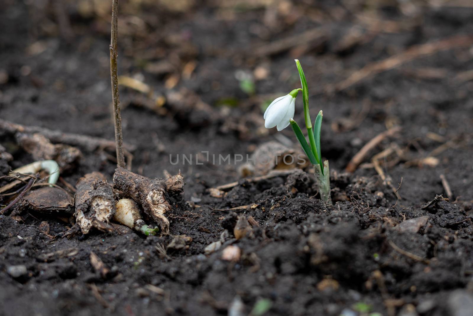 snowdrop is the best spring flower