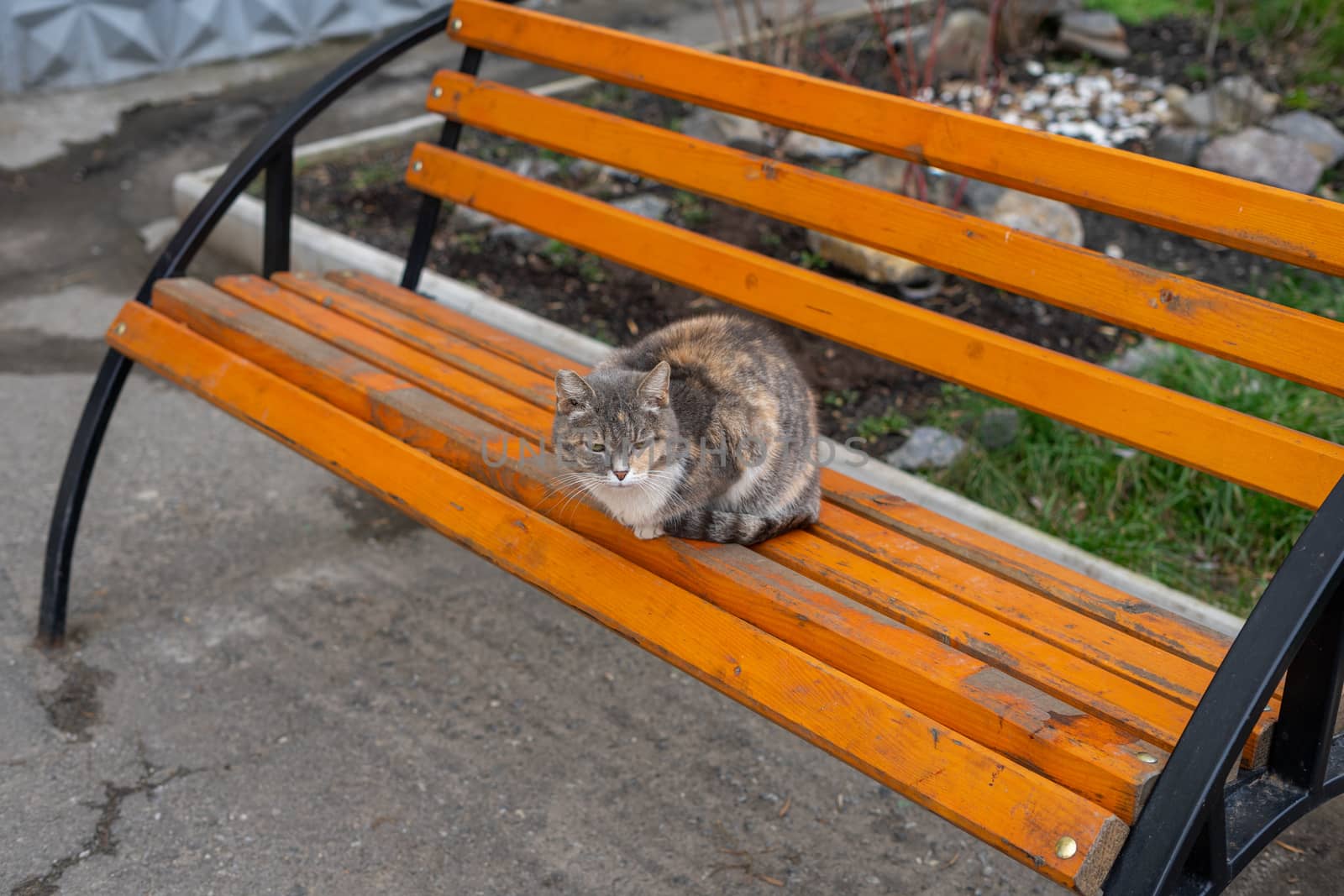 home cat sitting on a bench