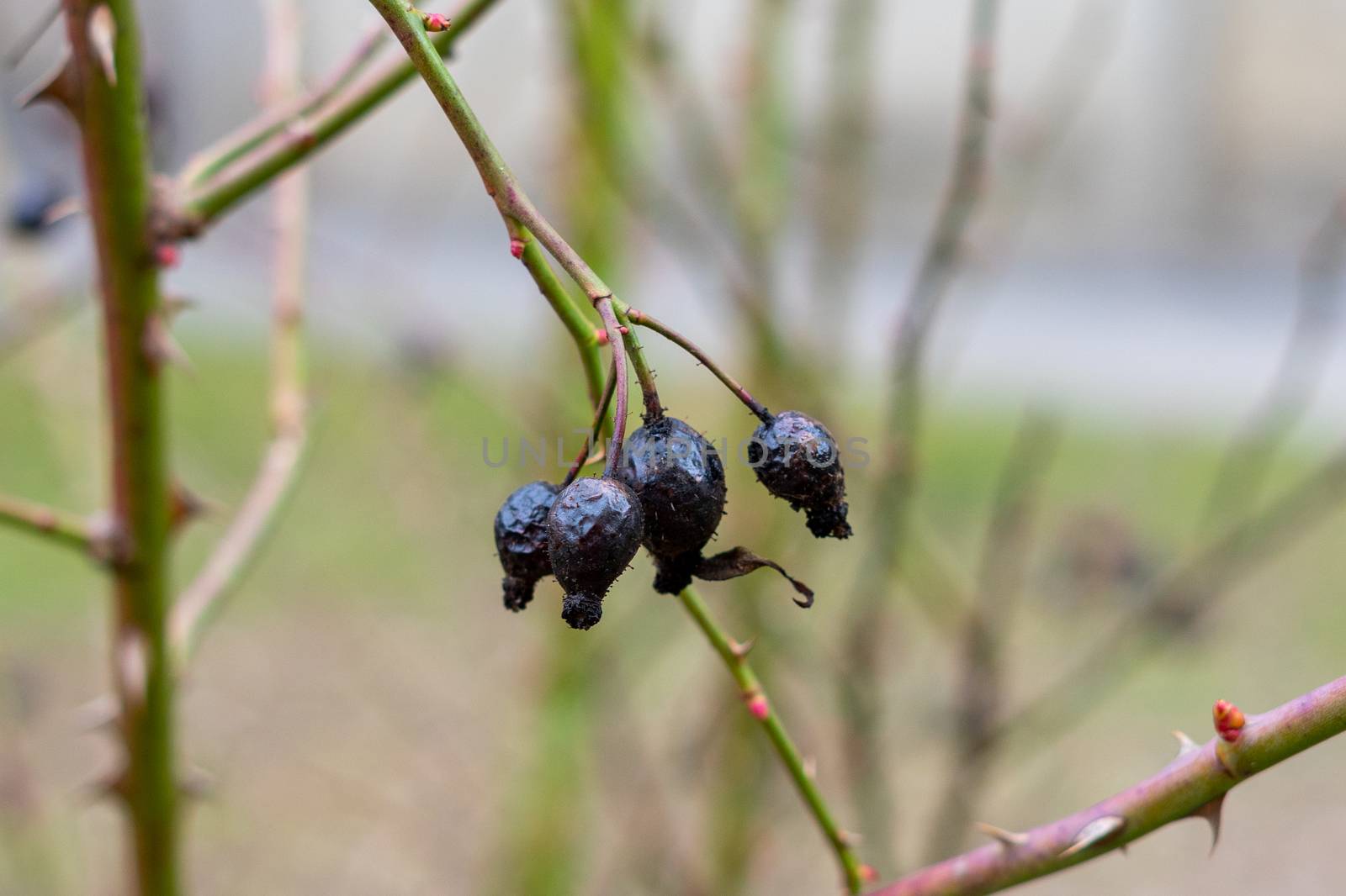 dried rose hips in the bush by Serhii_Voroshchuk