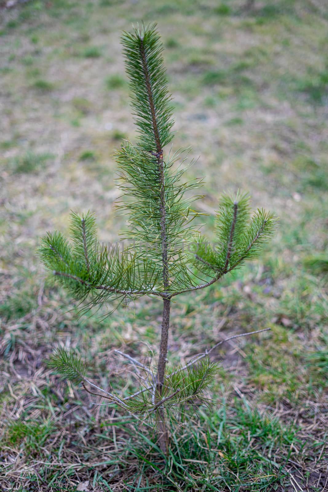 sprout of young fir tree