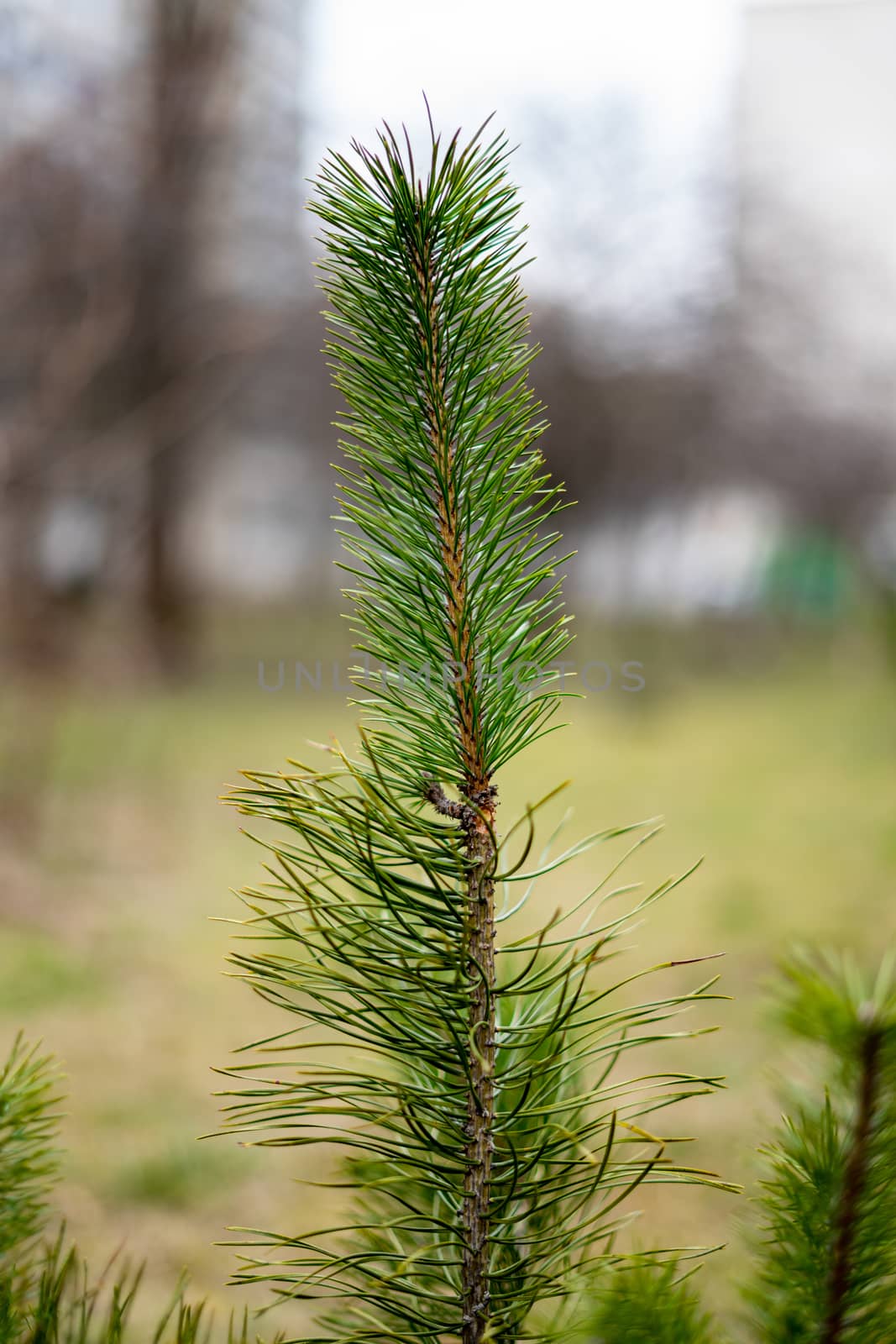 sprout of young fir tree by Serhii_Voroshchuk