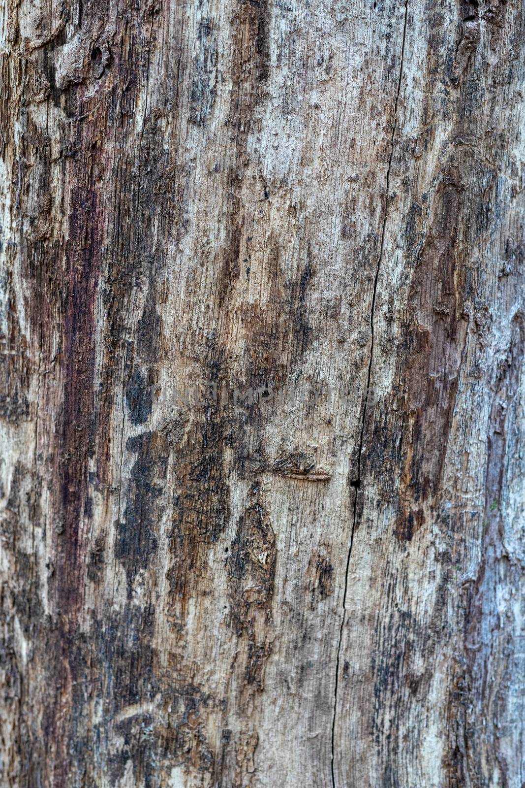 texture of old tree without bark