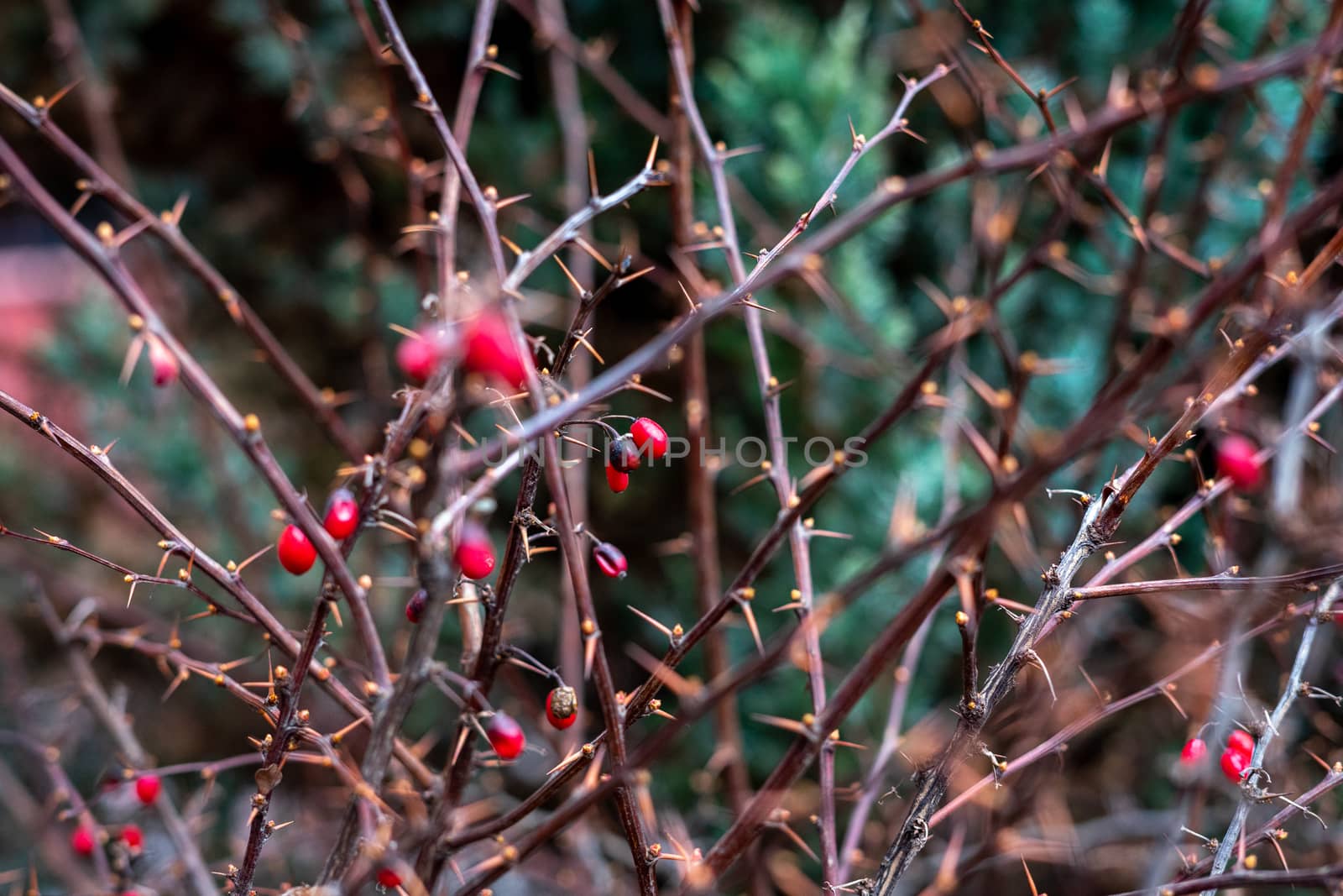 dry and prickly bush with red berries