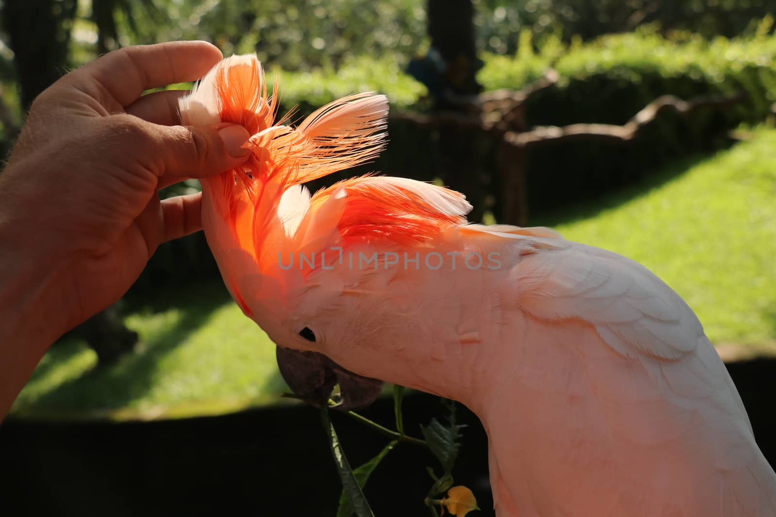 Woman hand touching beautiful specimen of coockatoo. Cute Cacatua Moluccensis standing on a branch of a wood and stroking its feathers. Salmon Crested Cockatoo. Tropical travel concept.