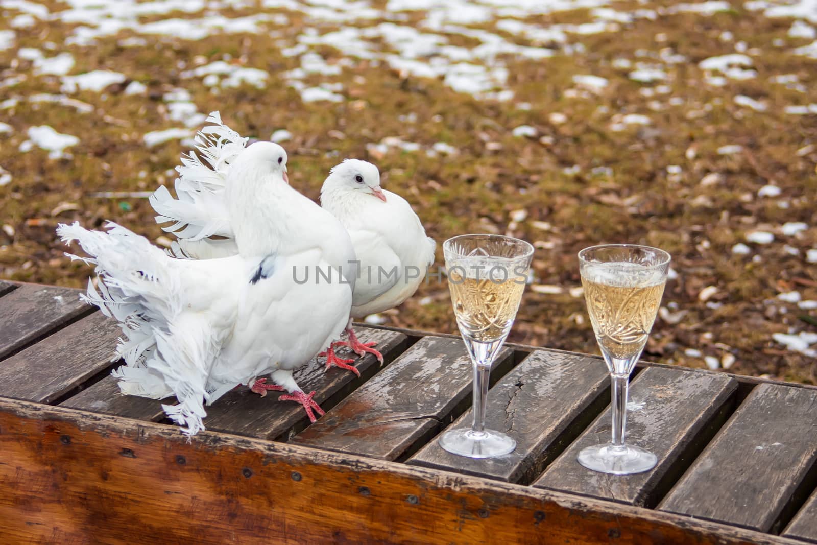 wedding pigeons sitting on a bench next to glasses of champagne by Serhii_Voroshchuk