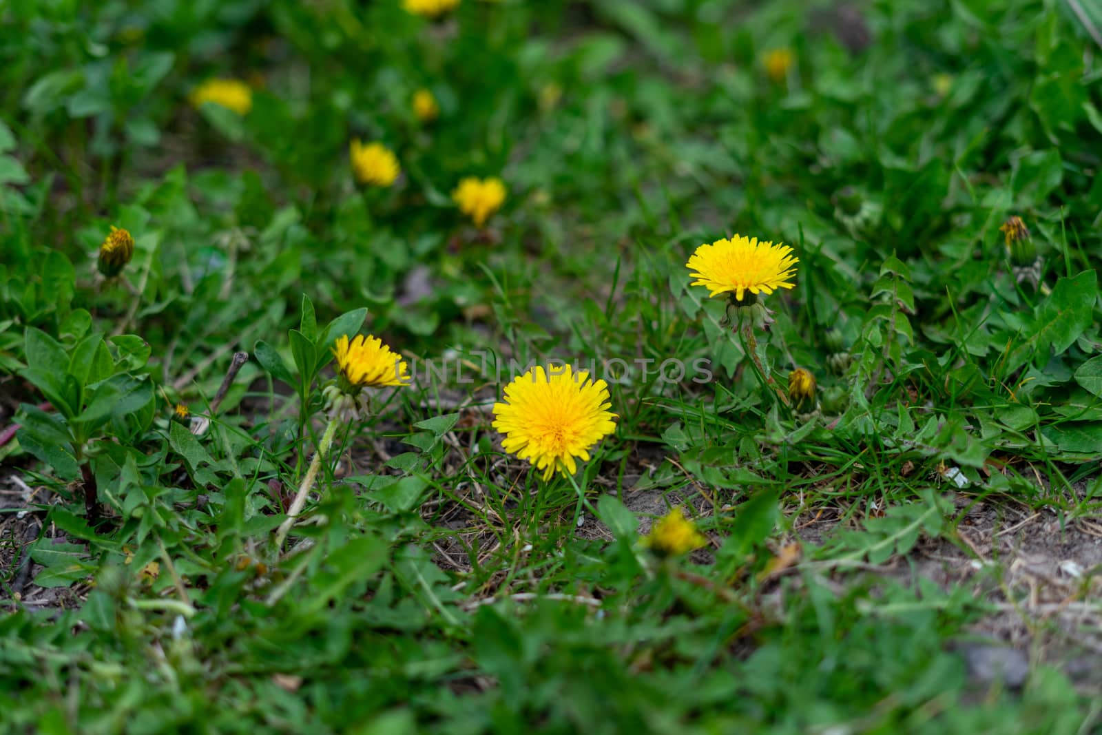 beautiful yellow dandelion and green grass growing in the garden by Serhii_Voroshchuk