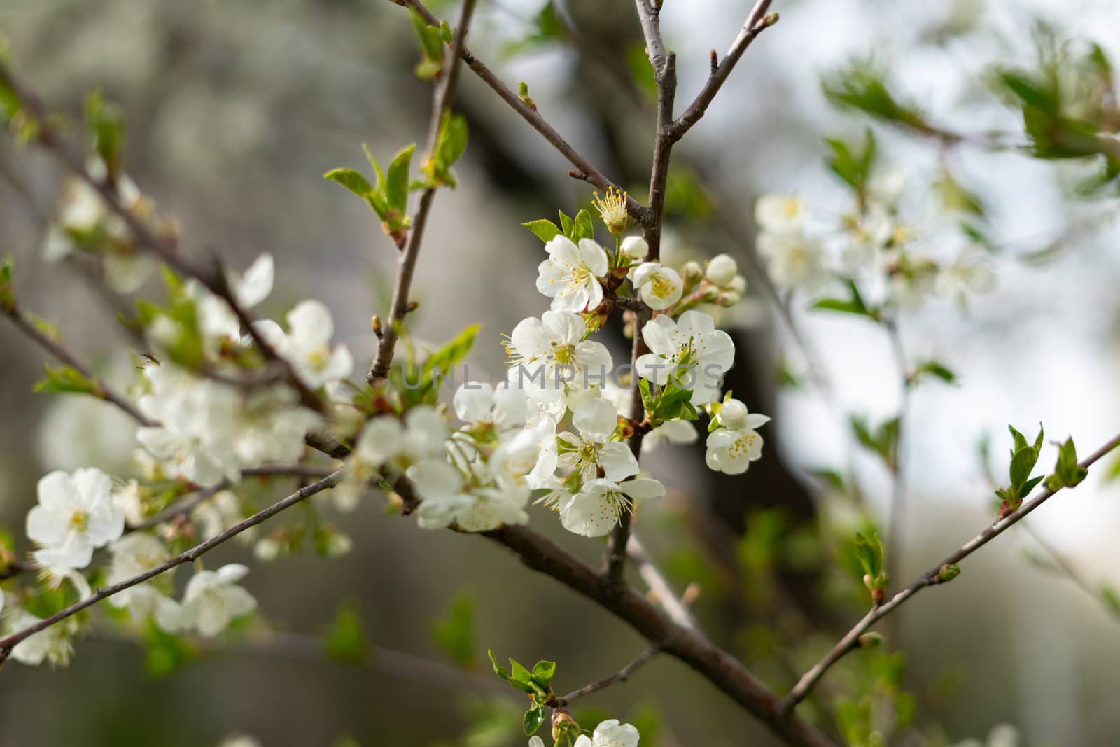 white pear blossom on green background in spring closeup by Serhii_Voroshchuk