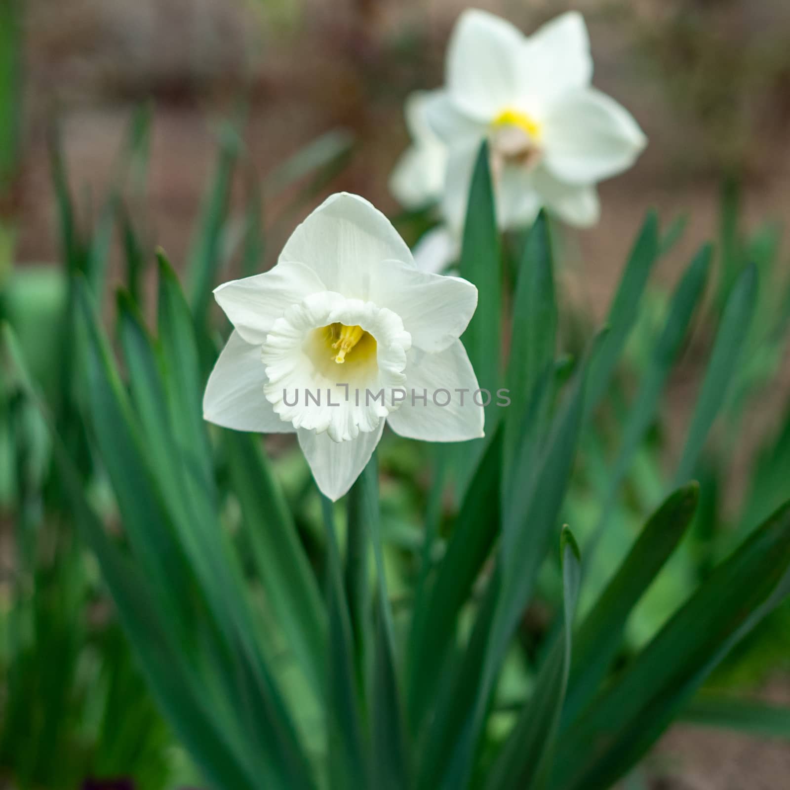 Narcissus tubular white delicate flower with a thin stem and exquisite aroma by Serhii_Voroshchuk