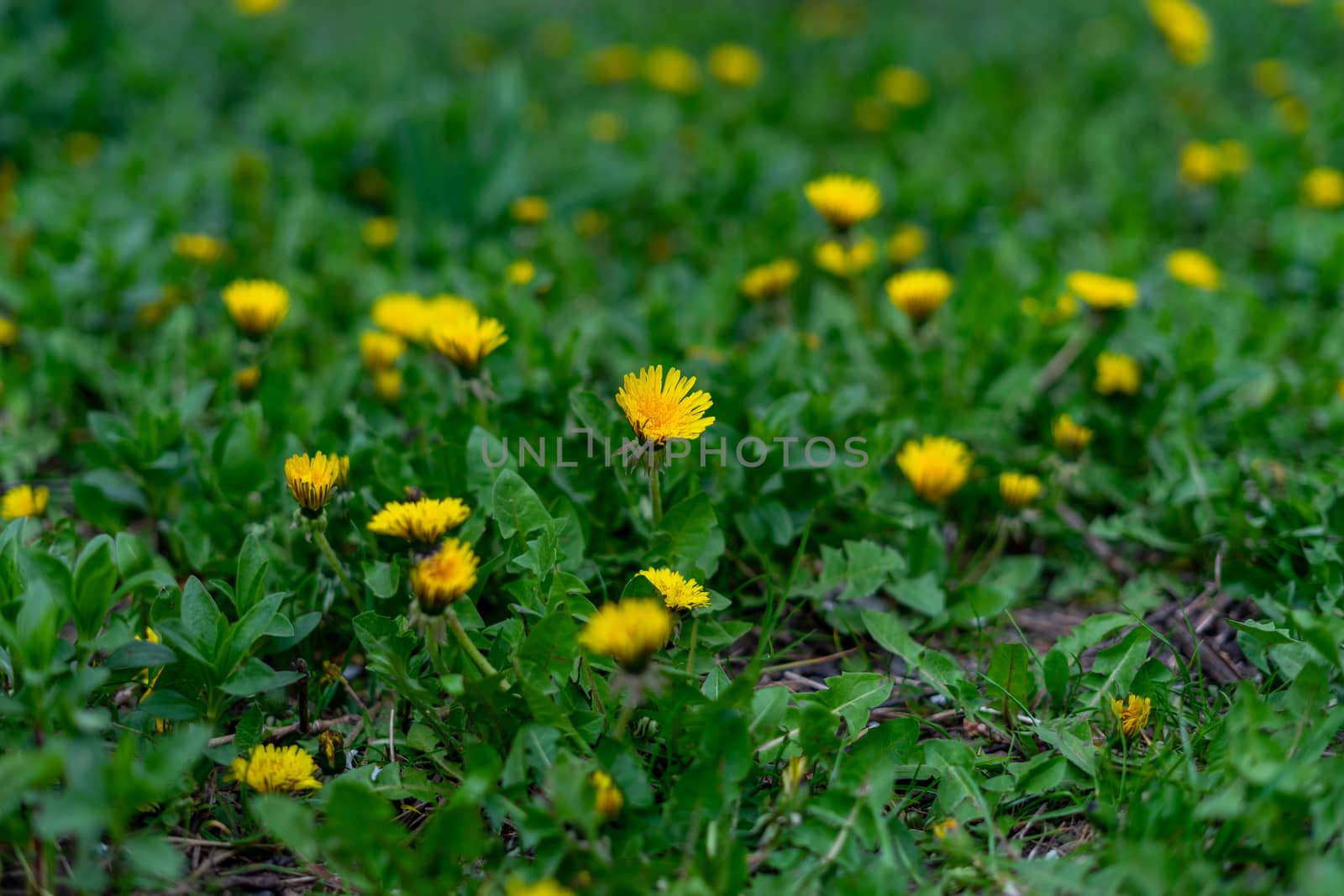 beautiful yellow dandelion and green grass growing in the garden by Serhii_Voroshchuk