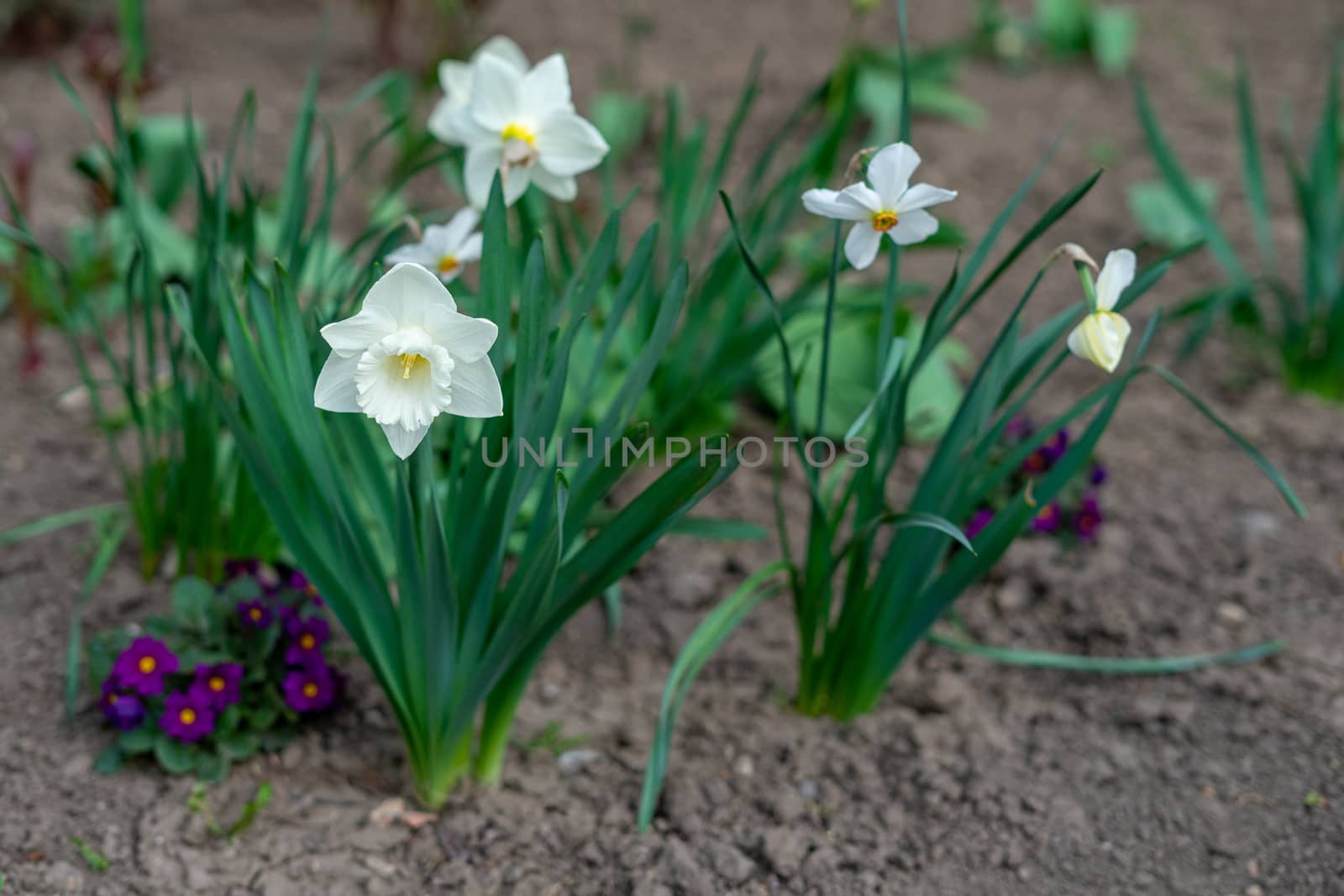 Narcissus tubular white delicate flower with a thin stem and exquisite aroma by Serhii_Voroshchuk