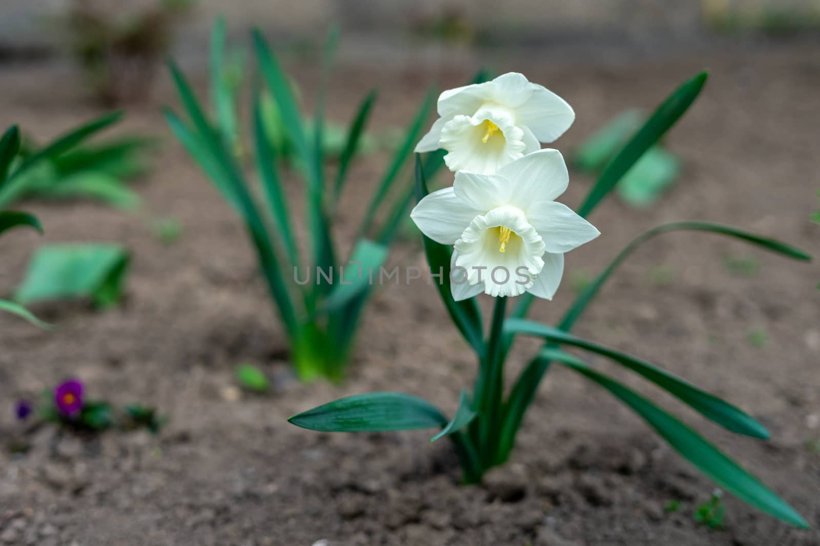 Narcissus tubular white delicate flower with a thin stem and exquisite aroma by Serhii_Voroshchuk