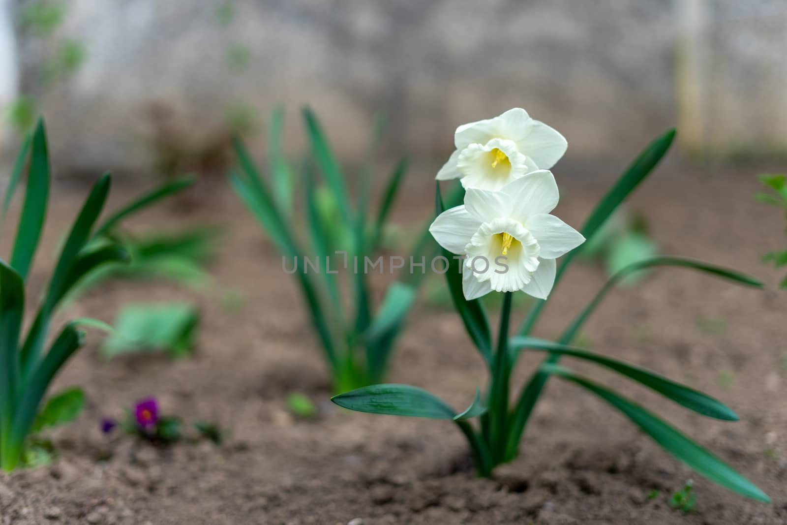 Narcissus tubular white delicate flower with a thin stem and exquisite aroma