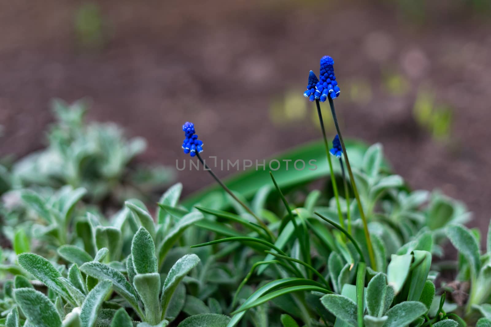 muscari bright blue early spring flower grows outdoors by Serhii_Voroshchuk