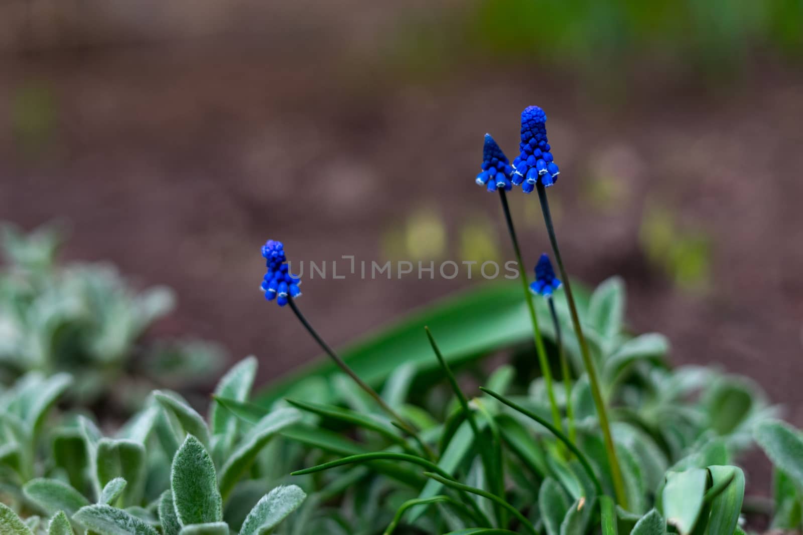 muscari bright blue early spring flower grows outdoors by Serhii_Voroshchuk