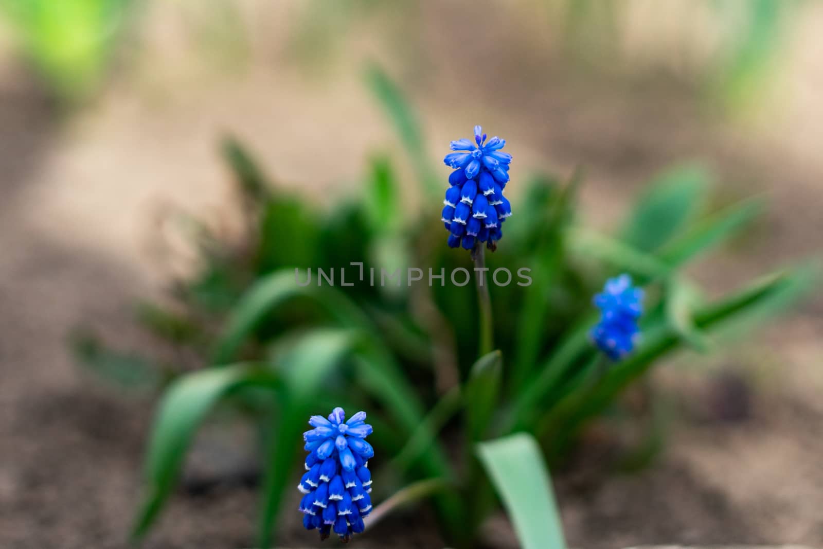 muscari bright blue early spring flower grows outdoors by Serhii_Voroshchuk