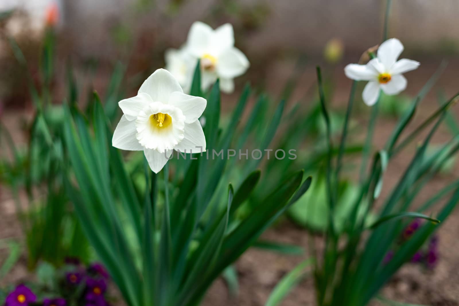 Narcissus tubular white delicate flower with a thin stem and exquisite aroma by Serhii_Voroshchuk