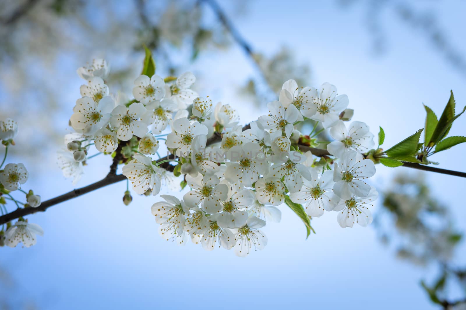 branch of white blossom pear outdoors closeup