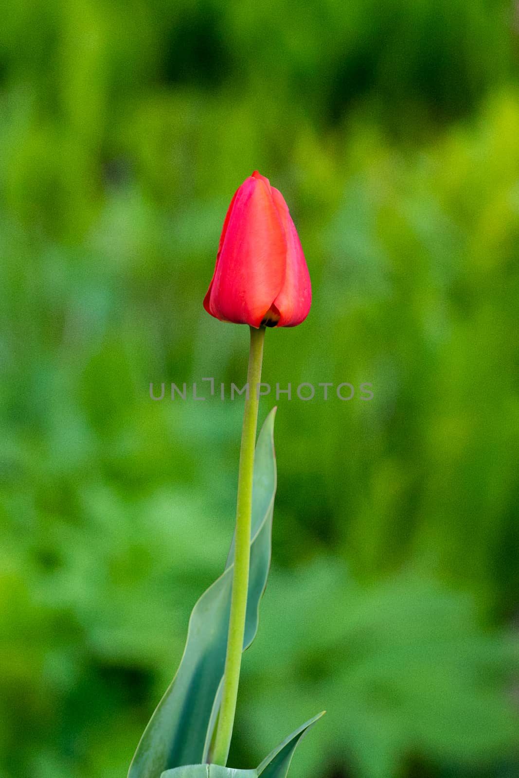 red tulip on a beautiful green background by Serhii_Voroshchuk