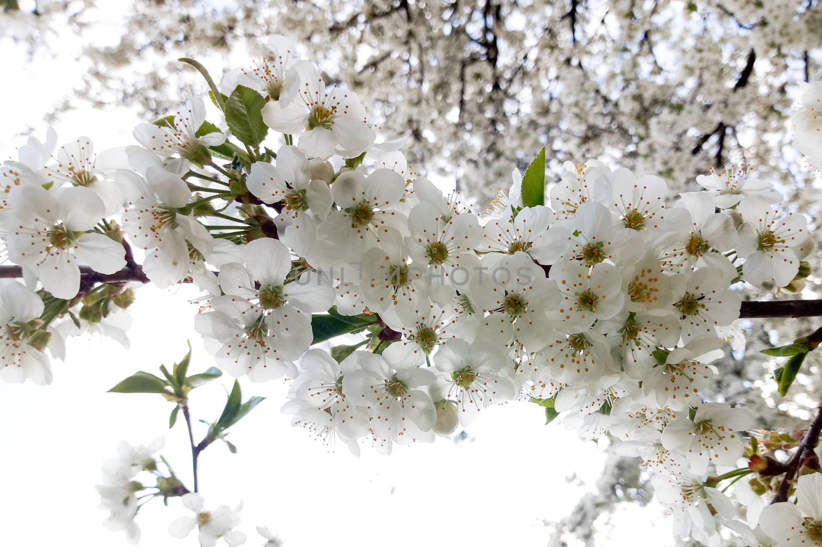 white delicate flower on blooming cherry by Serhii_Voroshchuk