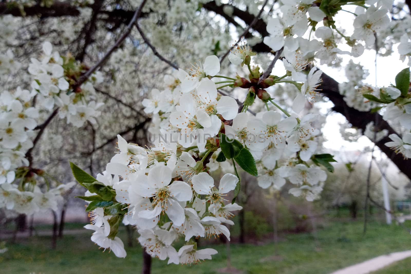 white delicate flower on blooming cherry by Serhii_Voroshchuk