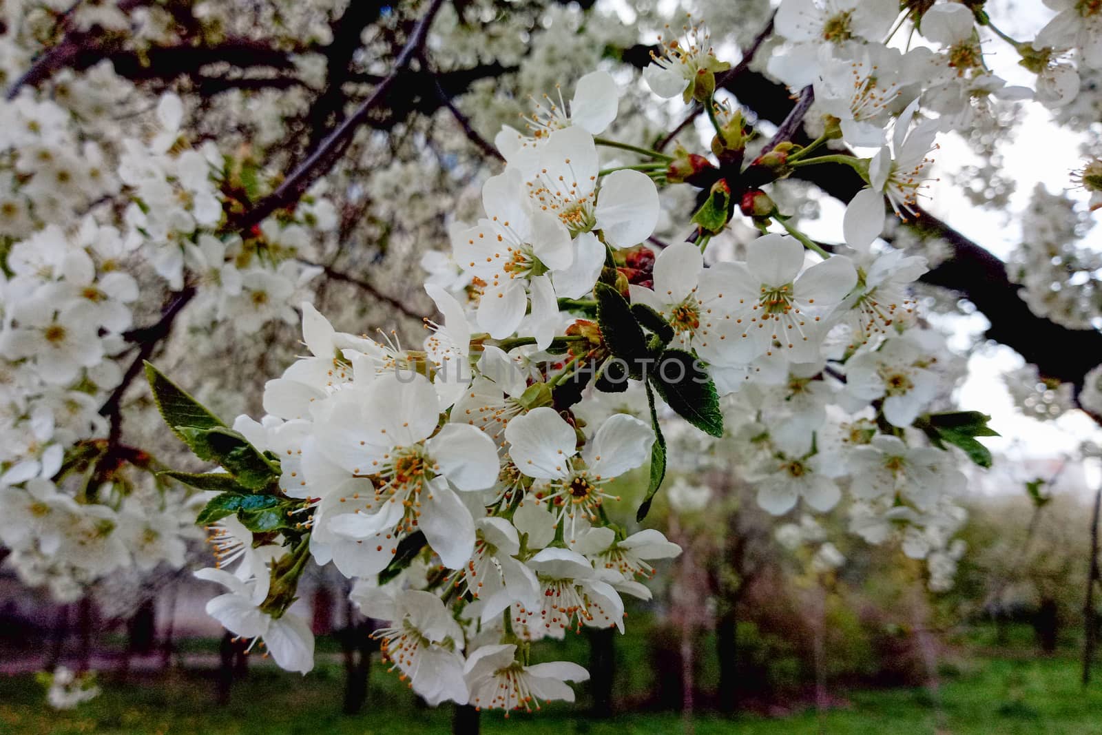 white delicate flower on blooming cherry by Serhii_Voroshchuk