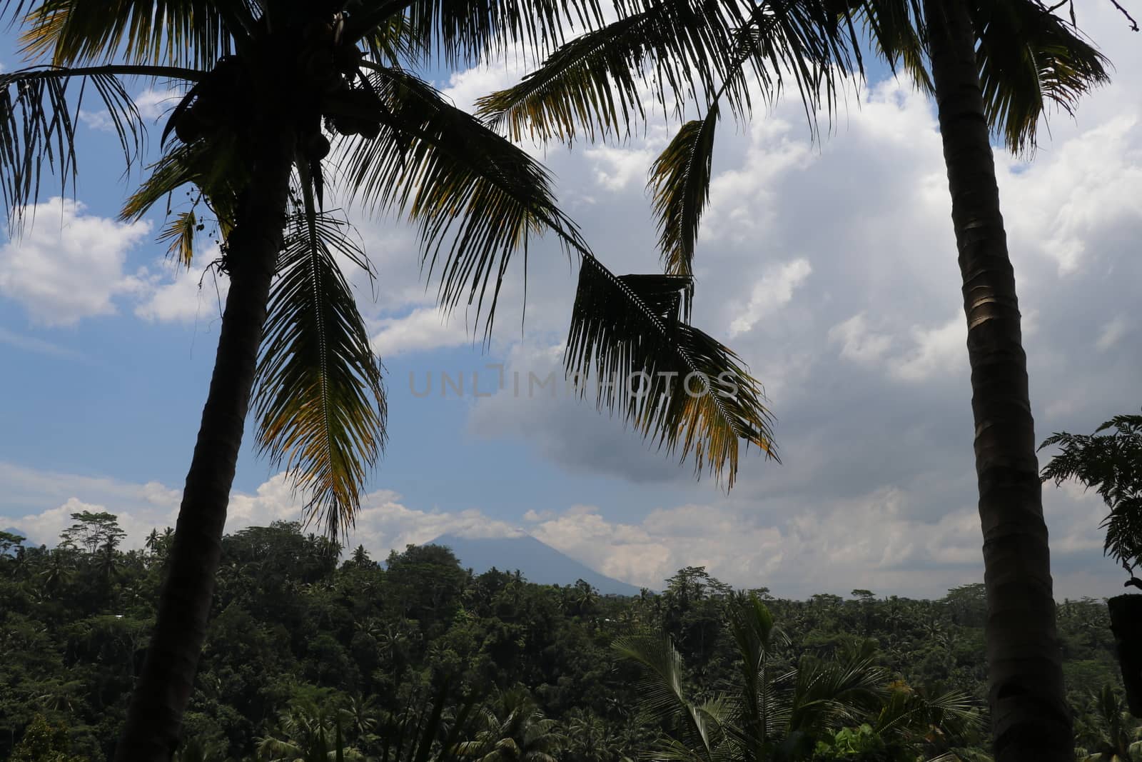 View through the trees in the foreground to the active Gunung Agung volcano from the opposite hill on Bali Island in Indonesia. Azure blue sky with dense white clouds on the sides of the mountain.