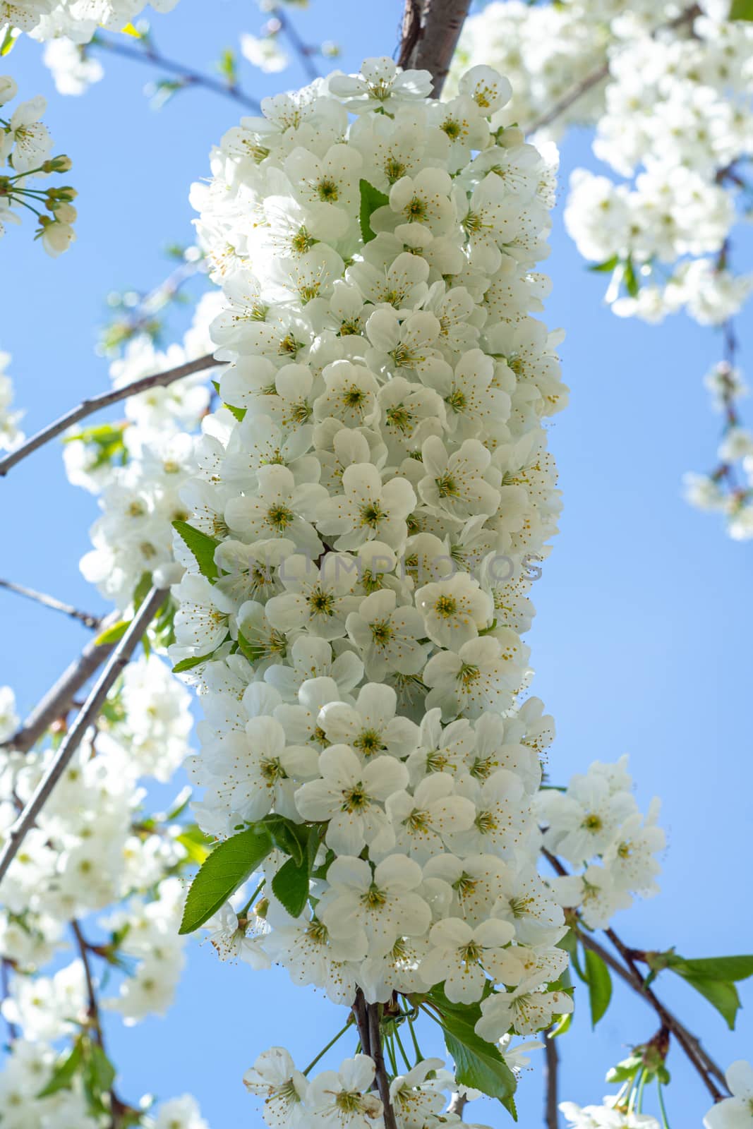 white and dense blossom on tree in spring by Serhii_Voroshchuk