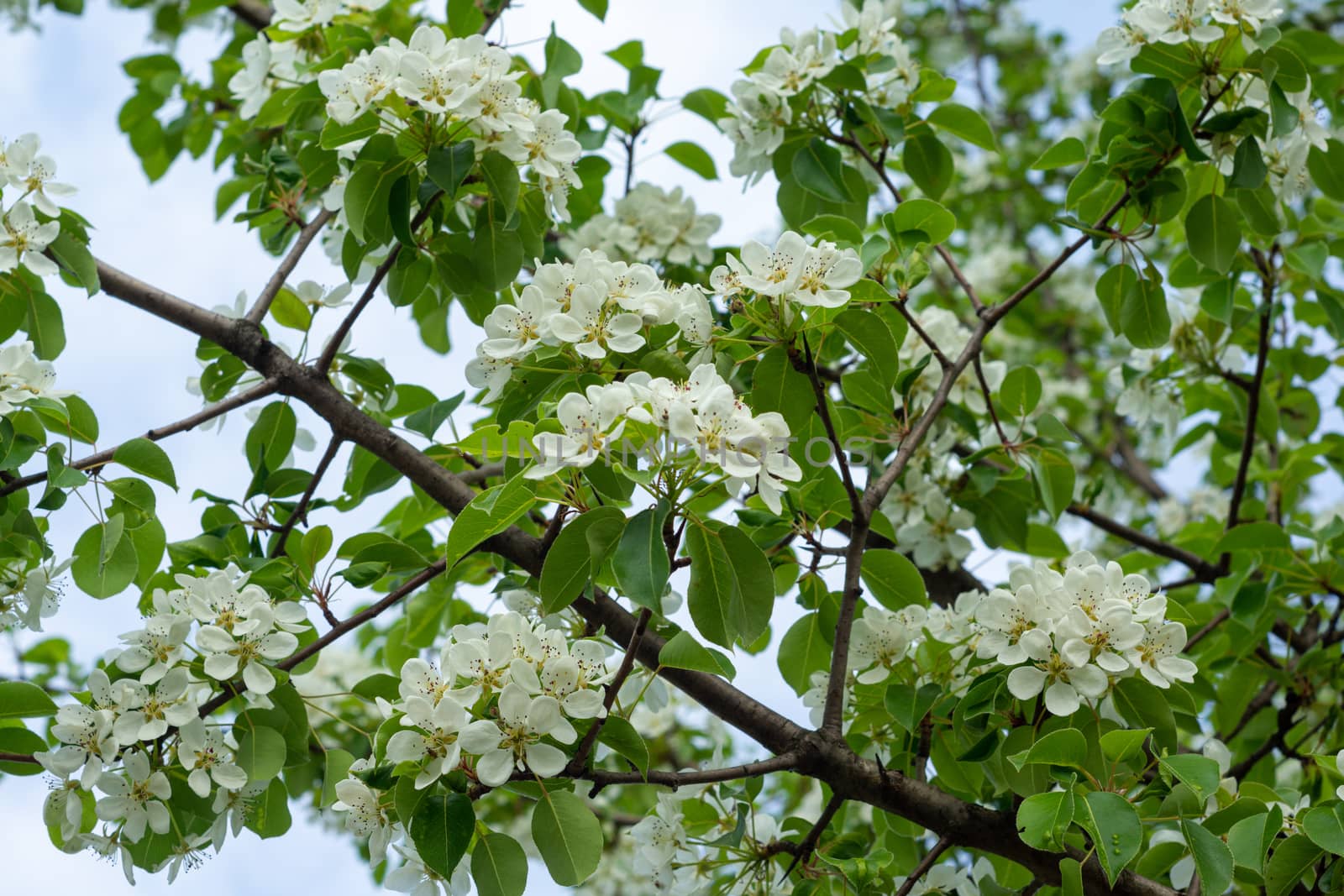 white and dense blossom on tree in spring