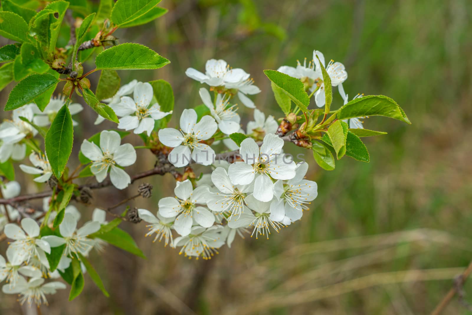 white and dense blossom on tree in spring by Serhii_Voroshchuk