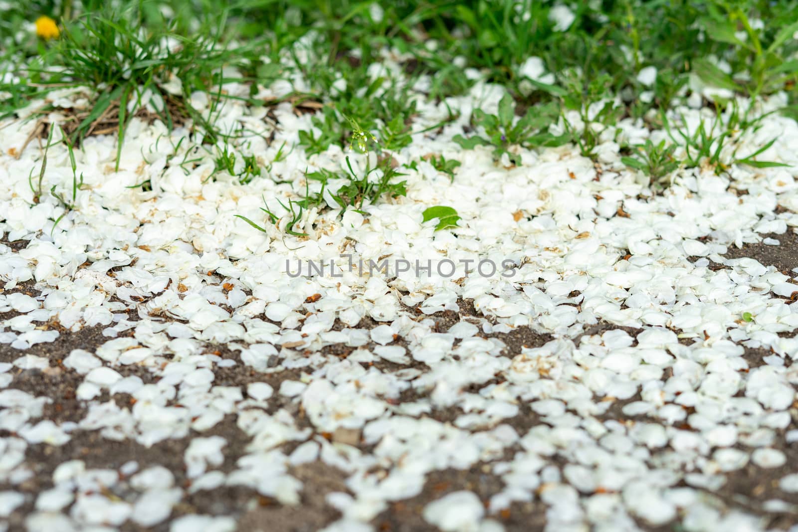 fallen spring blossom of trees on green grass