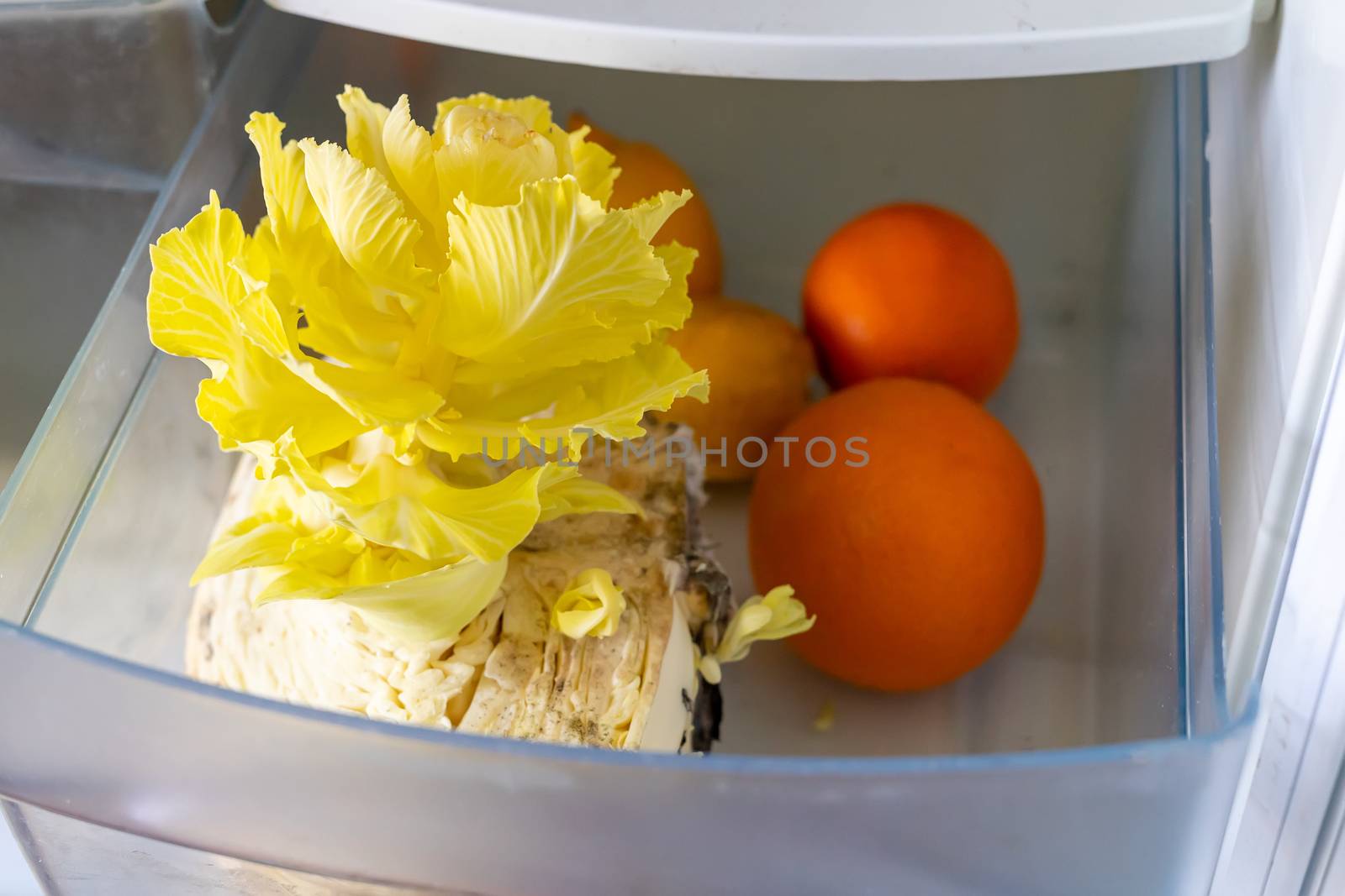 lemons, oranges and cabbage went bad in the fridge by Serhii_Voroshchuk