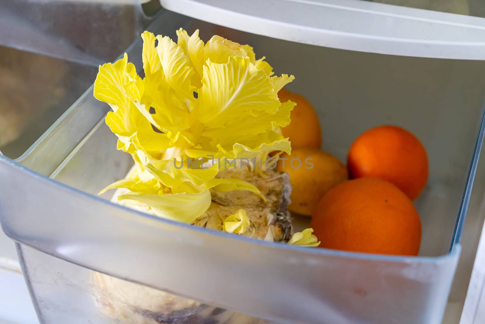 lemons, oranges and cabbage went bad in the fridge