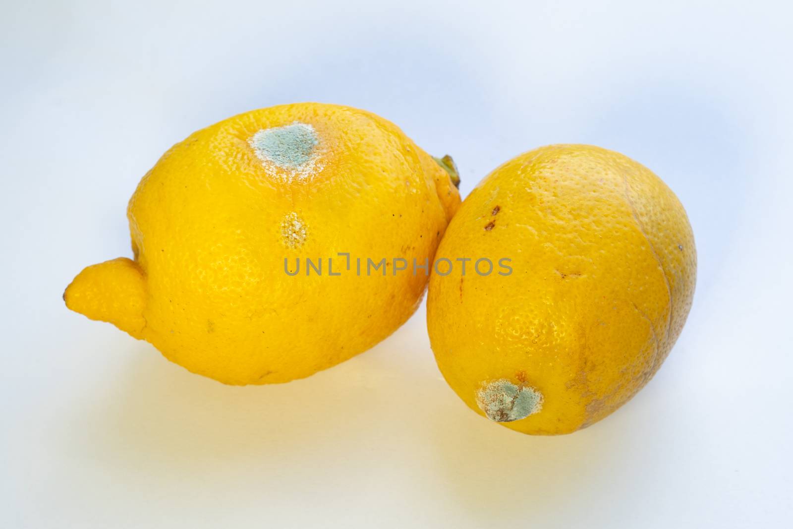 two spoiled lemons on a white background