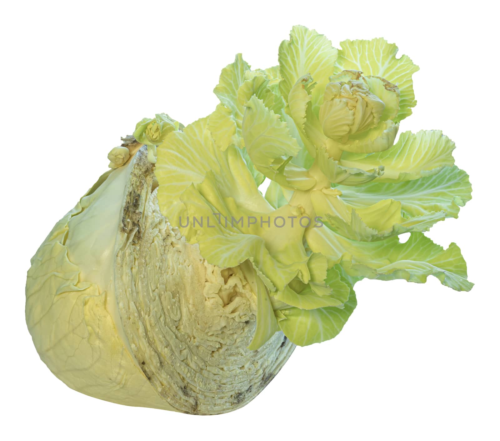 old cabbage gives life to young cabbage by Serhii_Voroshchuk